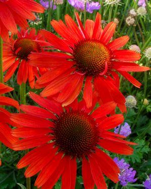 Echinacea -Hot Lava-