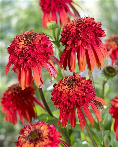 Echinacea -Hot Papaya-