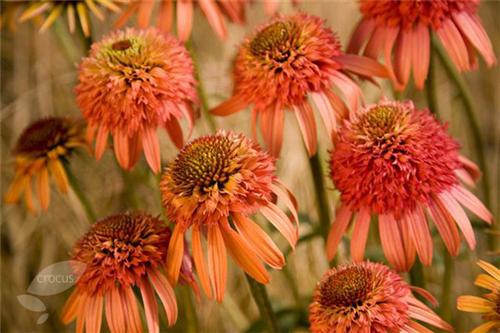 Echinacea -Irresistible-
