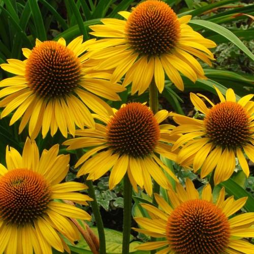 Echinacea -Leilani-