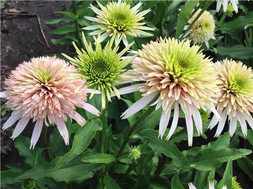 Echinacea Cherry Fluff