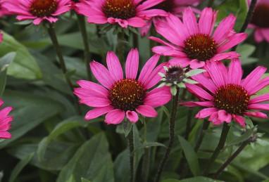 Echinacea Chunky Purple