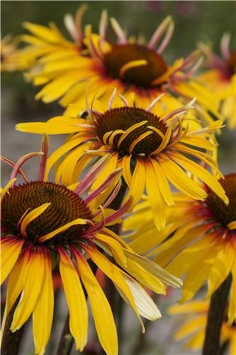 Echinacea Funky Yellow