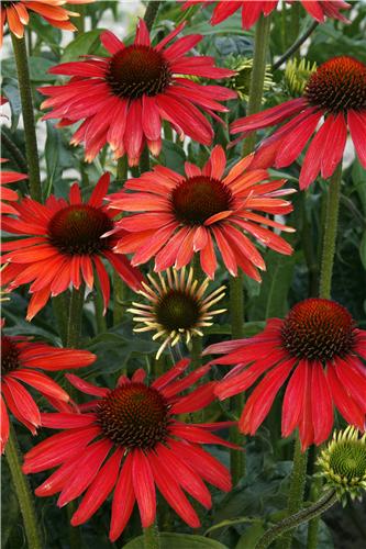 Echinacea Hot Summ