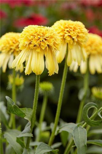 Echinacea Lemon Drop