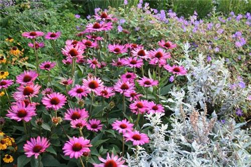 Echinacea The King