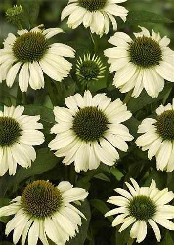 Echinacea purpurea