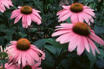 Echinacea purpurea