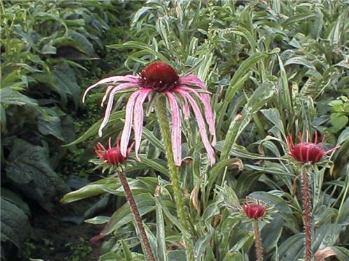 Echinacea.pallida