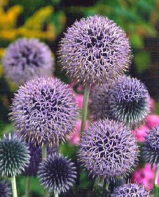Echinops ritro Vei