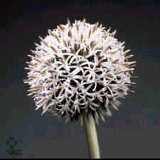 Echinops ritro1