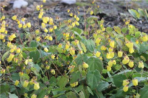 Epimedium Sunny and Share