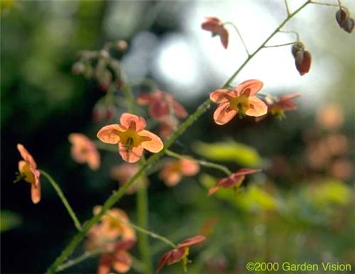 Epimedium Warleyen