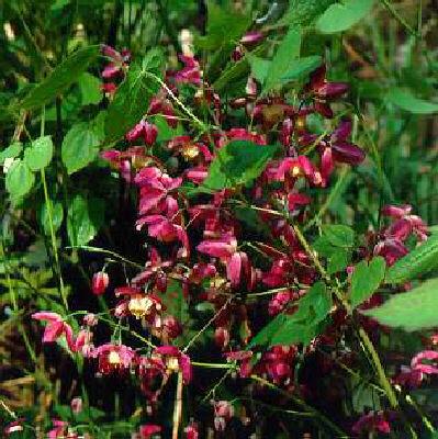 Epimedium rubrum4