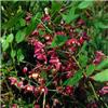 Epimedium rubrum4