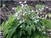 Epimedium youngian