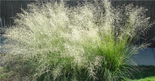 Eragrostis curvula