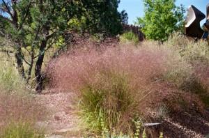 Eragrostis trichodes