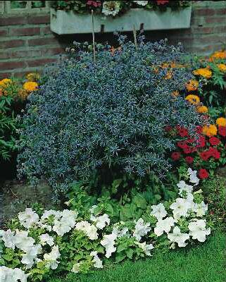 Eryngium planum Bl