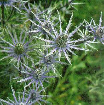 Eryngium planum1