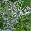 Eryngium planum1