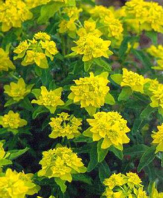 Euphorbia polychro