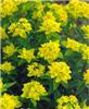 Euphorbia polychro