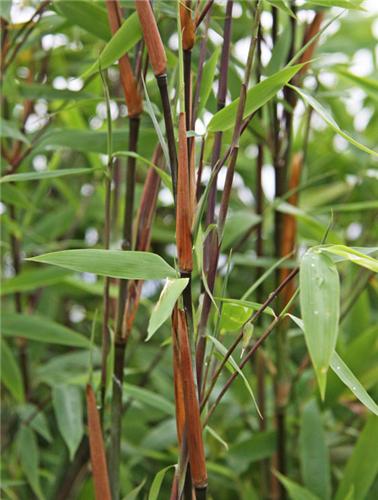 Fargesia nitida Winterjoy