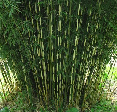 Fargesia robusta Pingwu