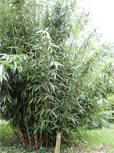 Fargesia robusta Wolong
