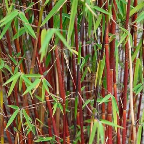 Fargesia scabrida Asian Wonder