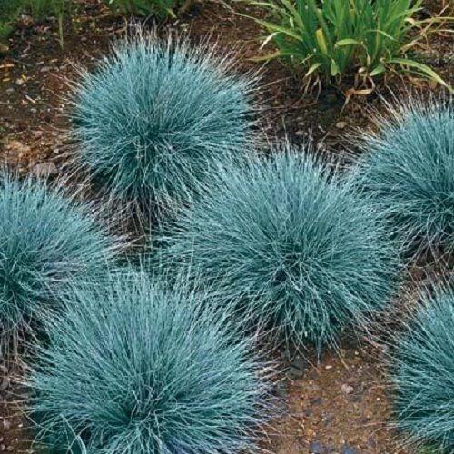 Festuca Cool as Ice
