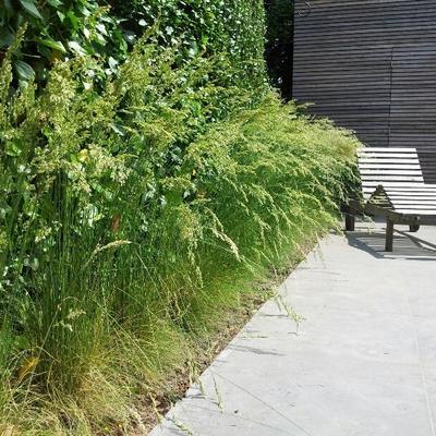 Festuca Hoggar
