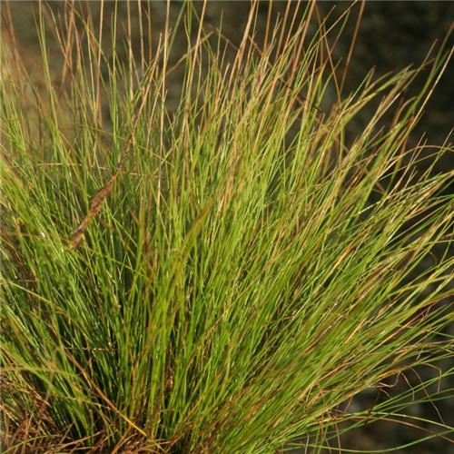 Festuca Walberla