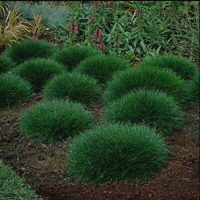 Festuca gautieri (