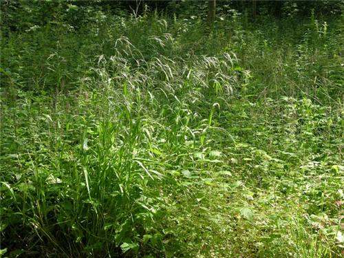 Festuca gigantea