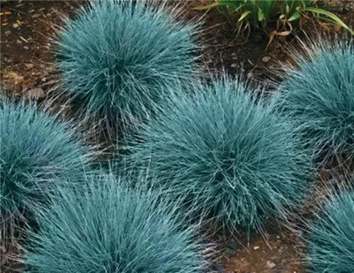 Festuca glauca -Azurit-