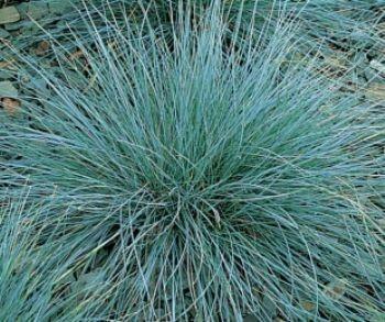 Festuca glauca -Blauglut-