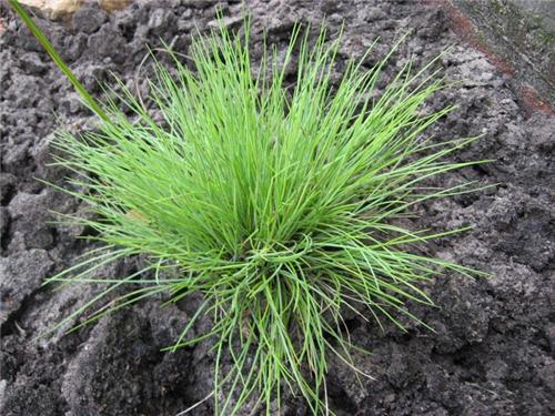 Festuca glauca -Golden Toupee-