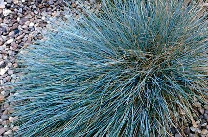 Festuca glauca Blaufuchs