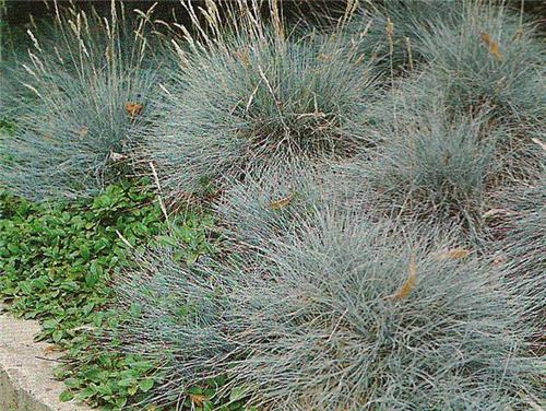 Festuca glauca Eisvogel