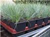 Festuca glauca Eli