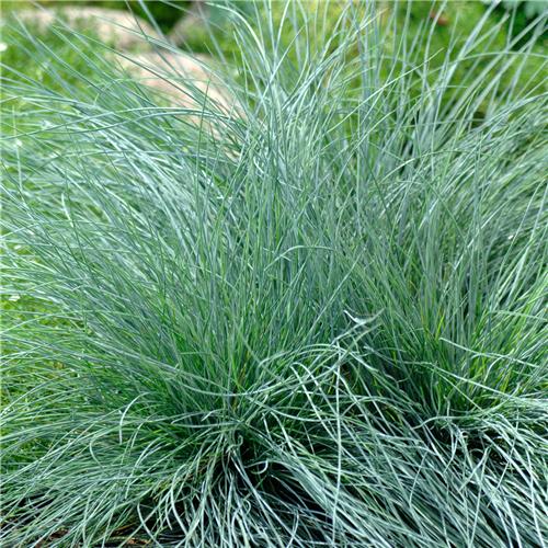 Festuca glauca Festina