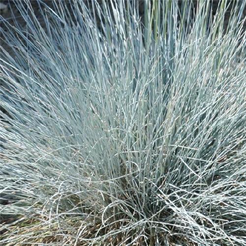 Festuca glauca Uchte