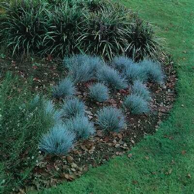 Festuca glauca1