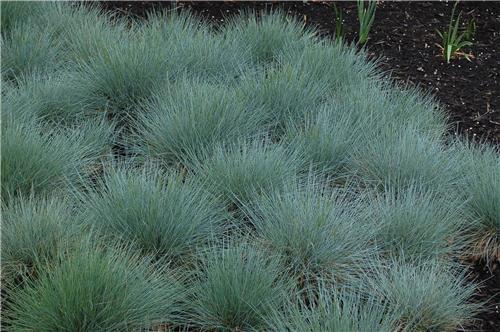 Festuca ovina