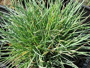 Festuca pulchella