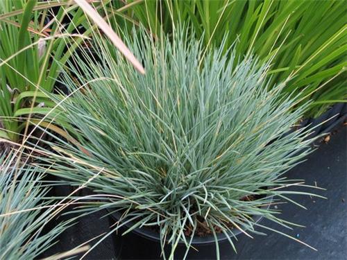 Festuca punctoria