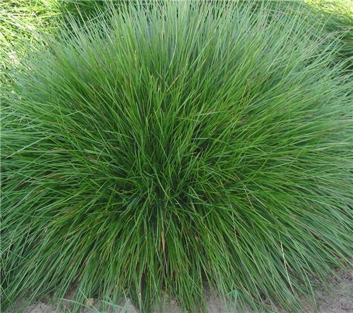 Festuca rubra