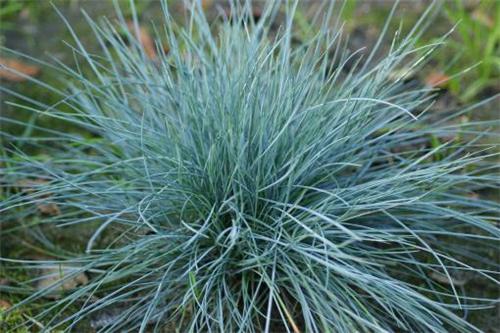 Festuca valesiaca Glaucantha